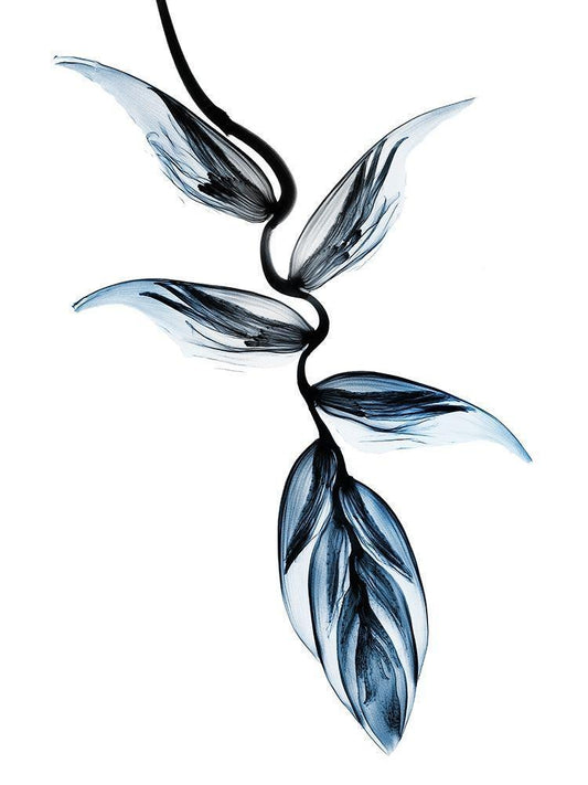 Image Only