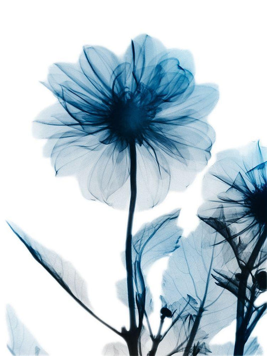 Image Only