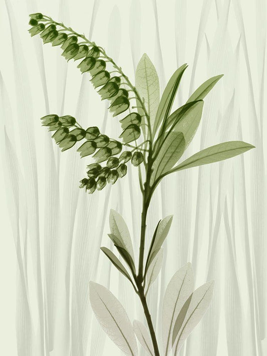 Image Only