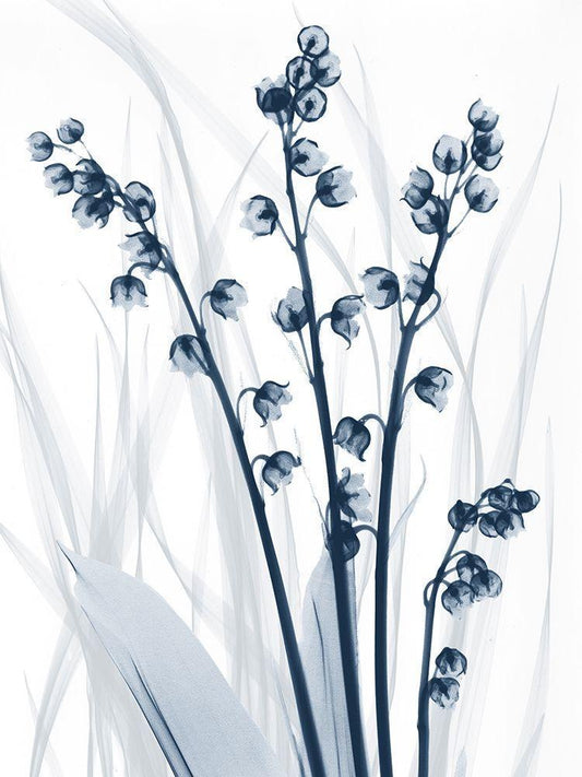 Image Only