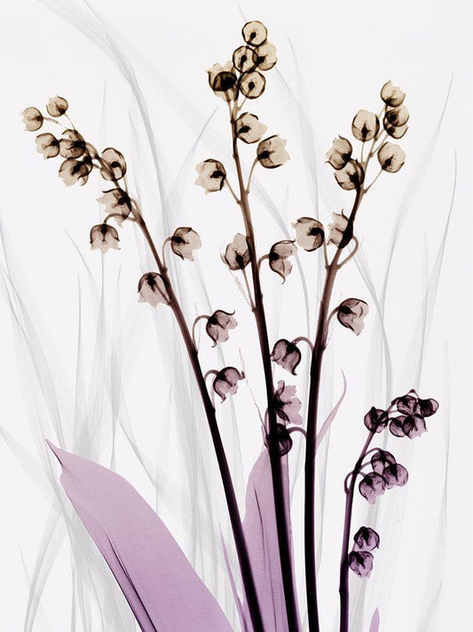 Image Only