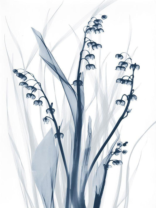 Image Only