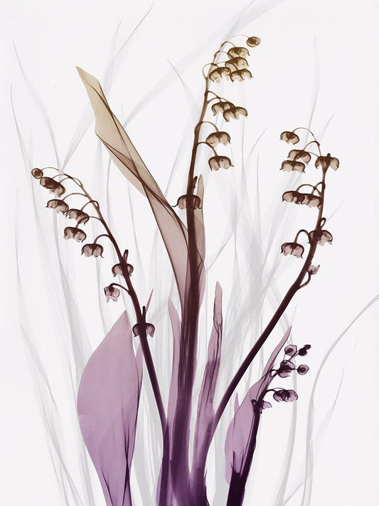 Image Only