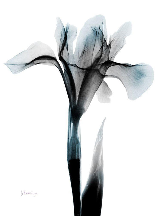 Image Only