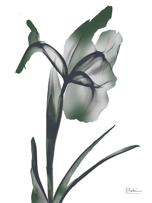 Image Only