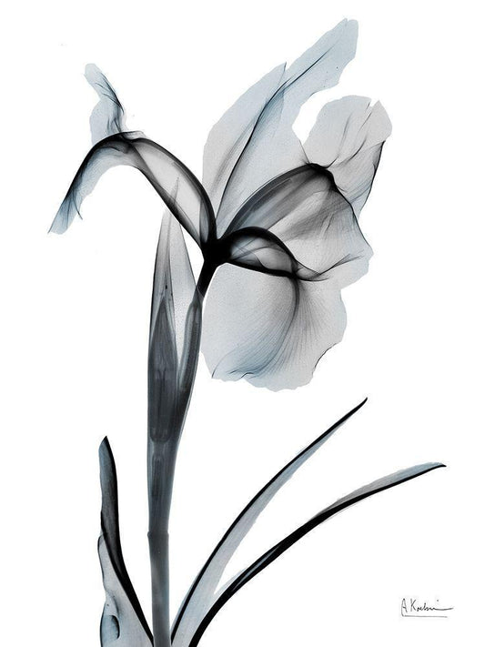 Image Only