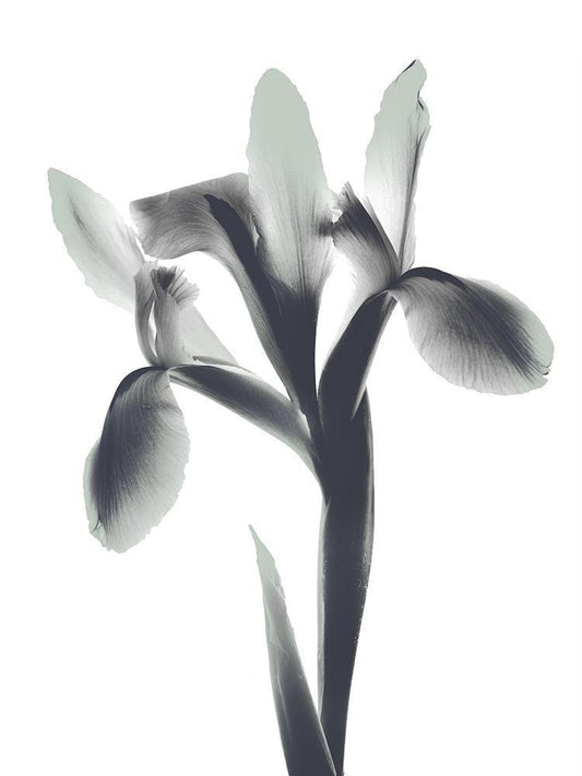 Image Only