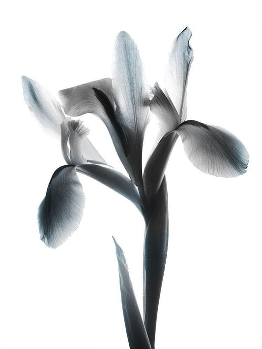 Image Only