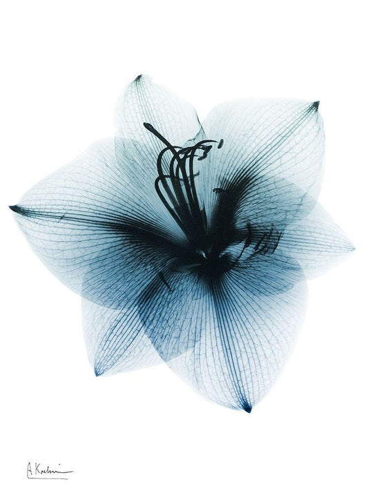 Image Only
