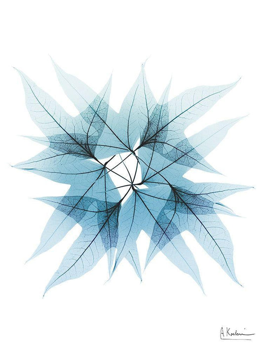 Image Only