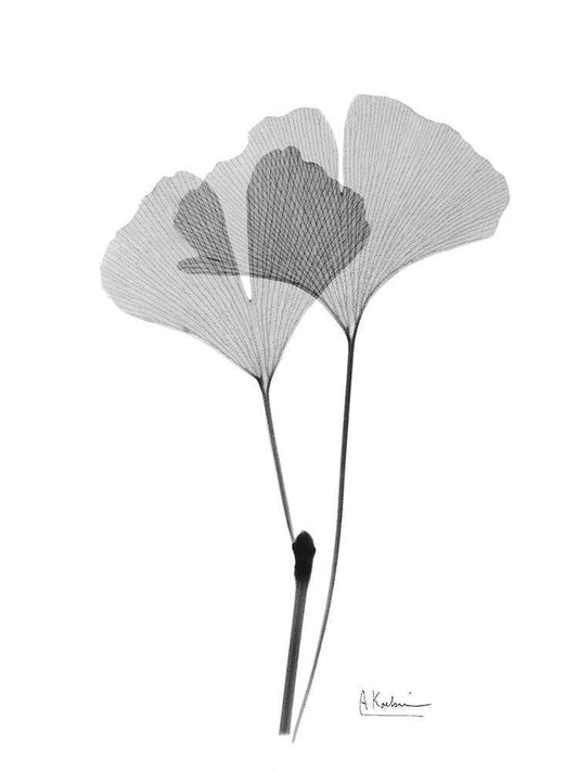 Image Only