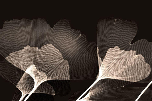 Image Only