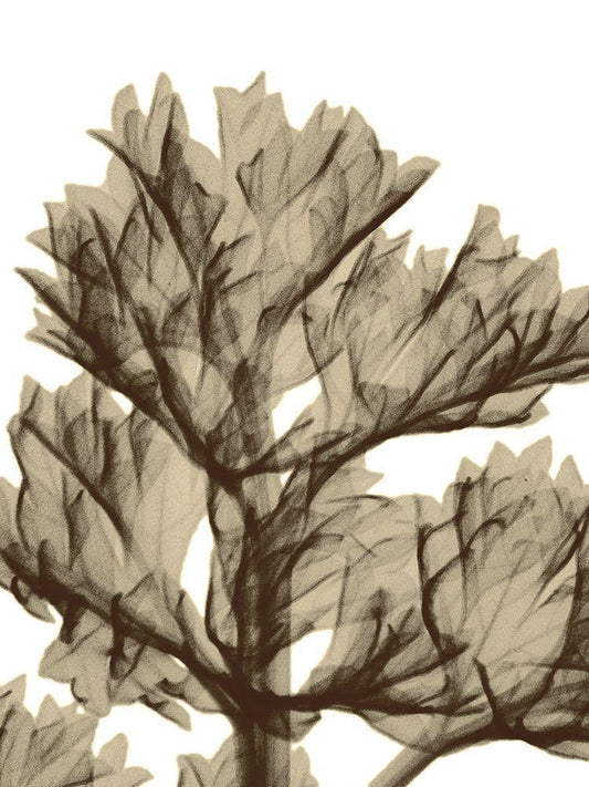 Image Only