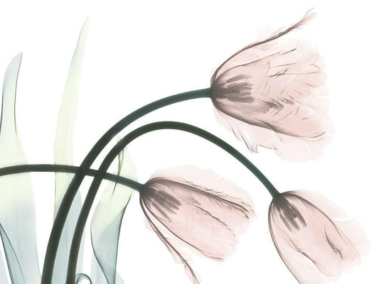 Image Only