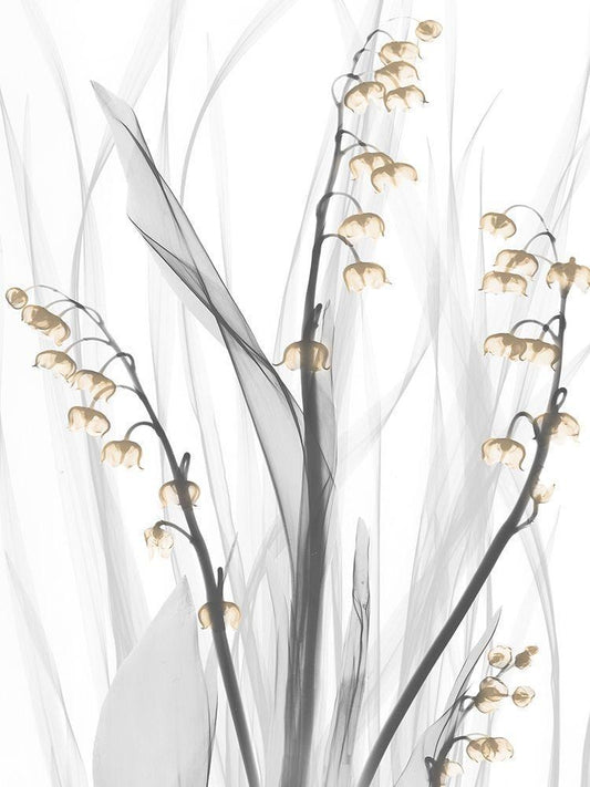 Image Only