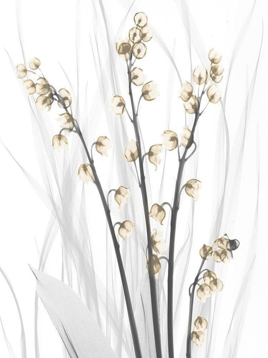 Image Only