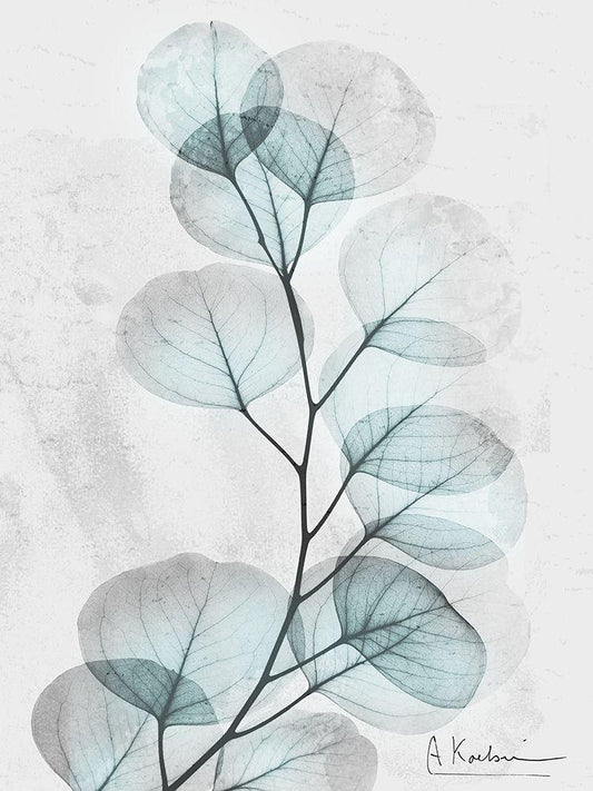 Image Only