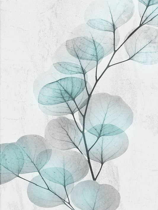 Image Only