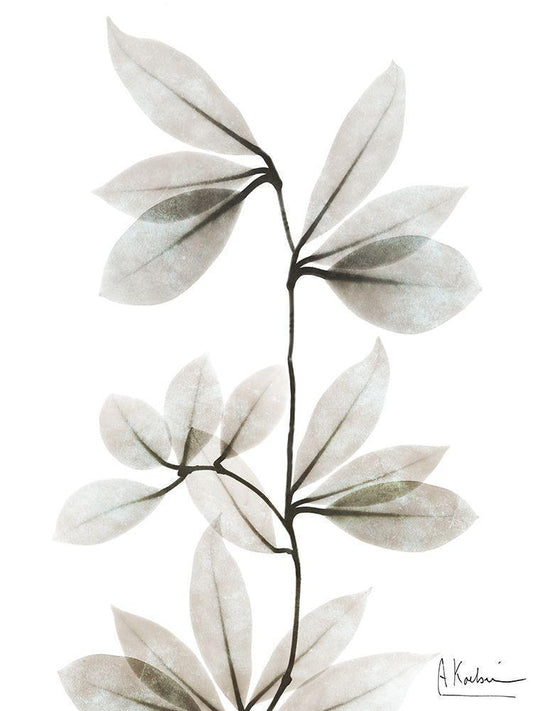 Image Only