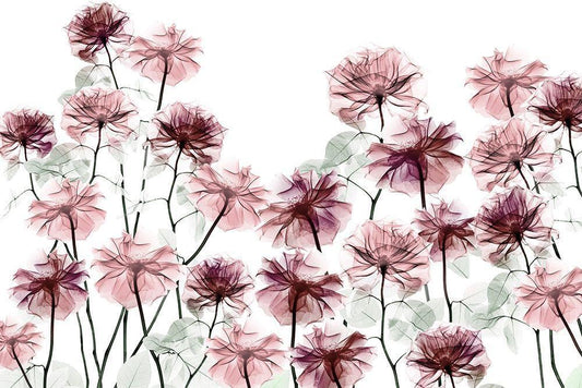 Image Only