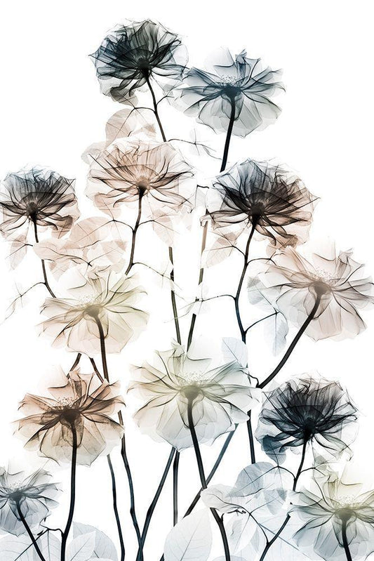 Image Only