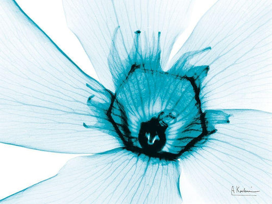 Image Only