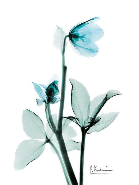 Image Only