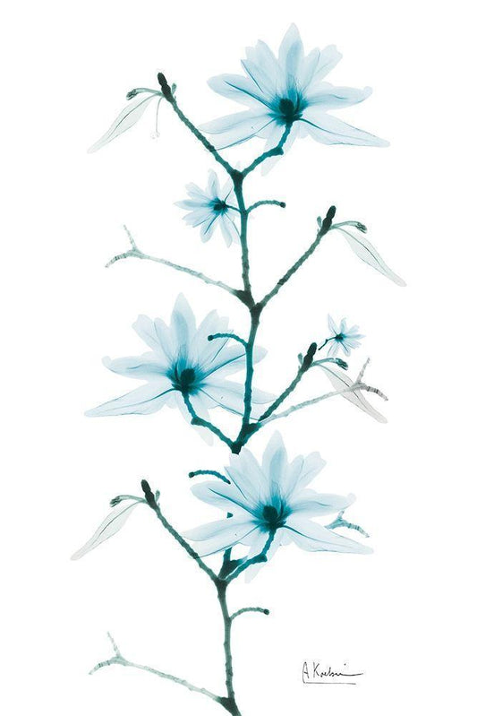 Image Only