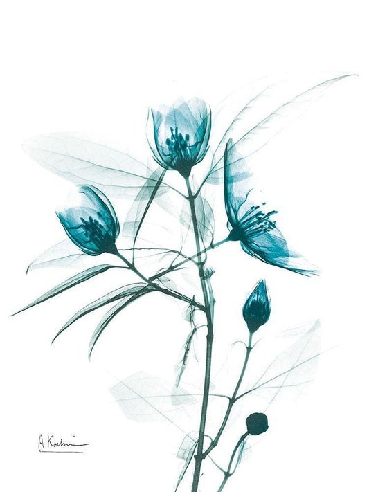 Image Only