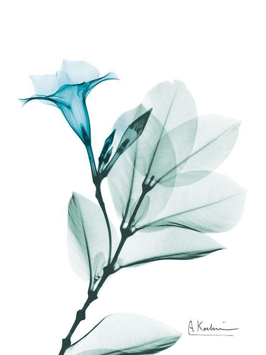 Image Only