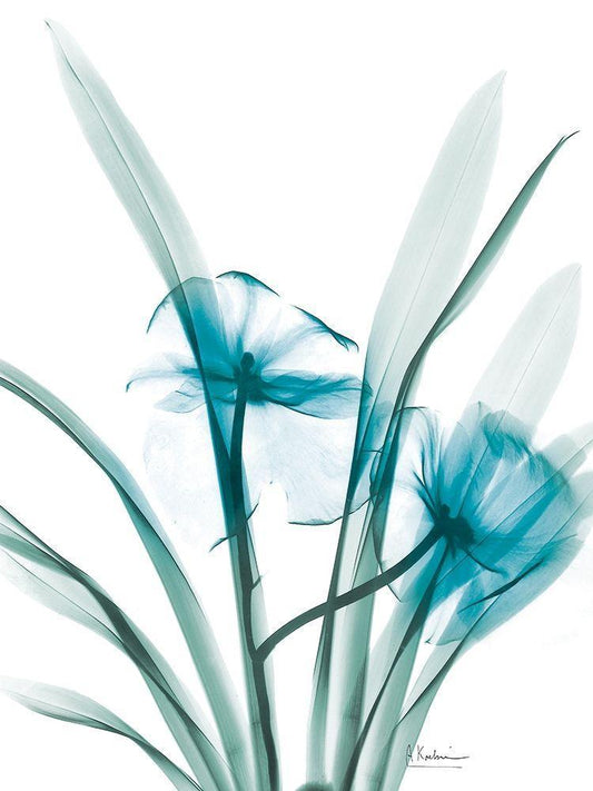 Image Only