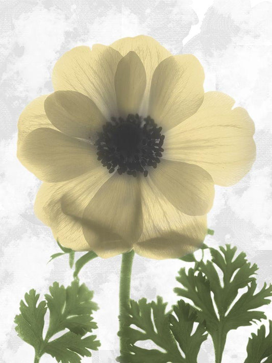 Image Only