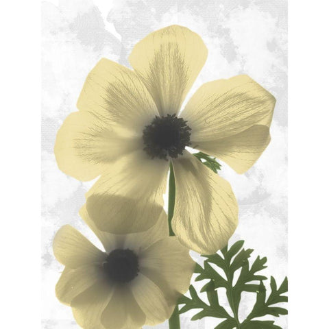 Bright Magnolia 2 Gold Ornate Wood Framed Art Print with Double Matting by Koetsier, Albert