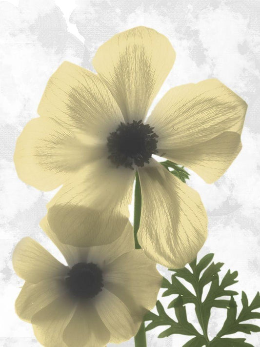 Image Only
