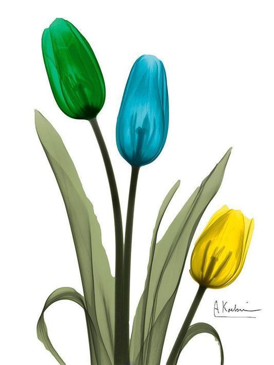 Image Only