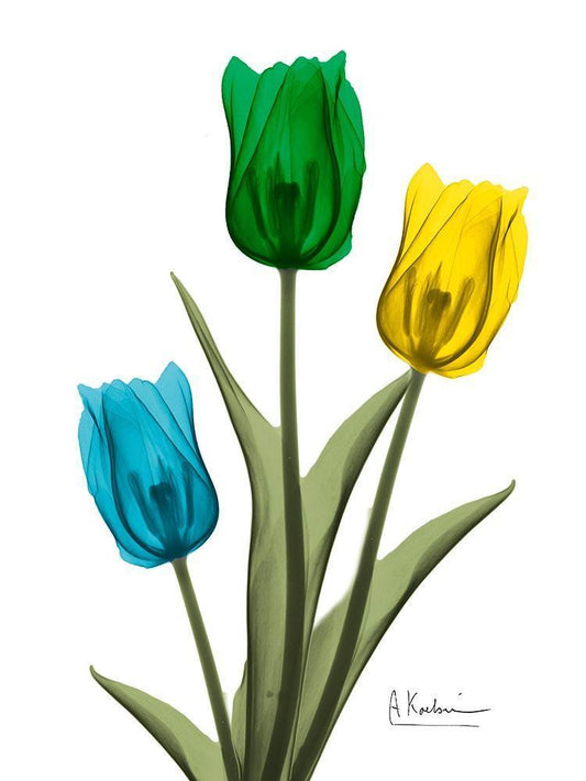 Image Only
