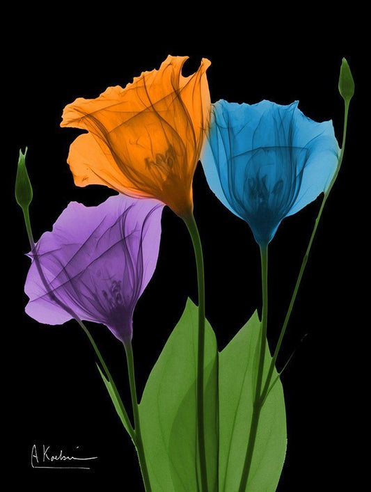 Image Only