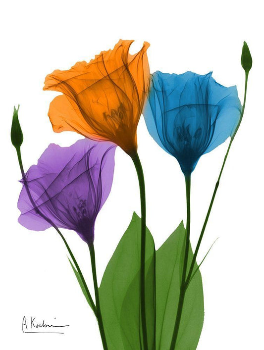 Image Only