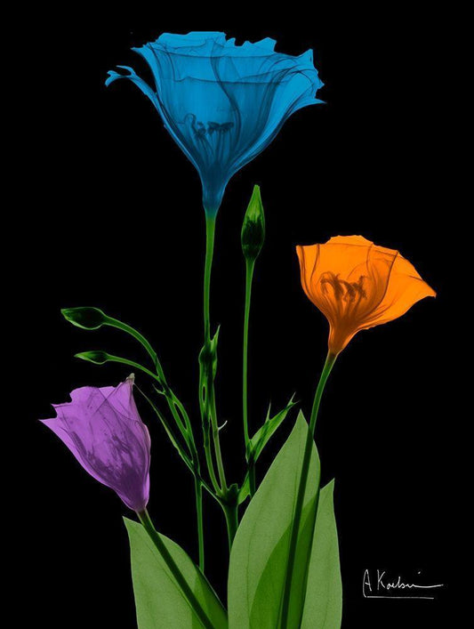 Image Only