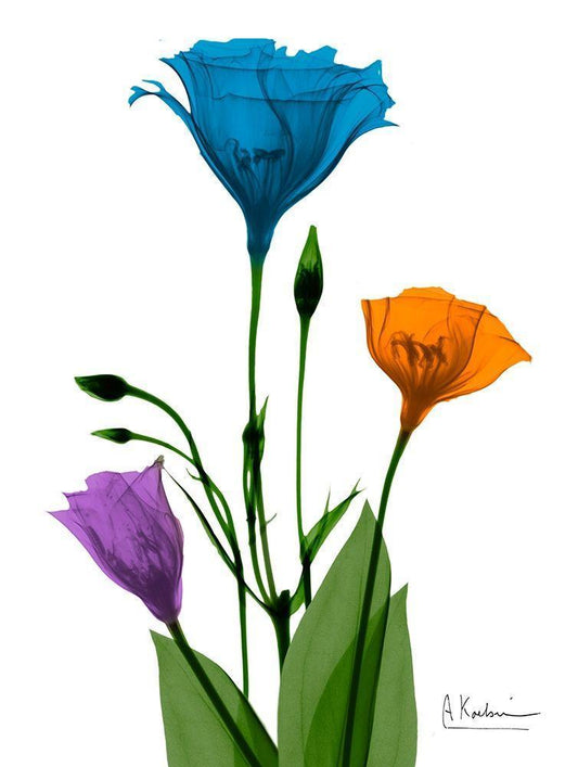 Image Only