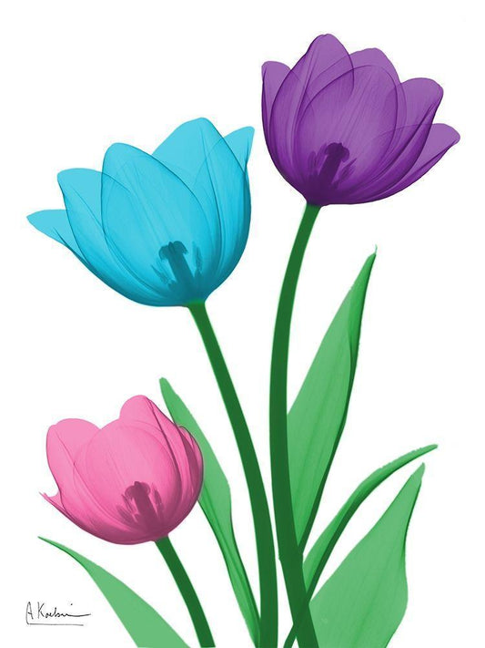 Image Only