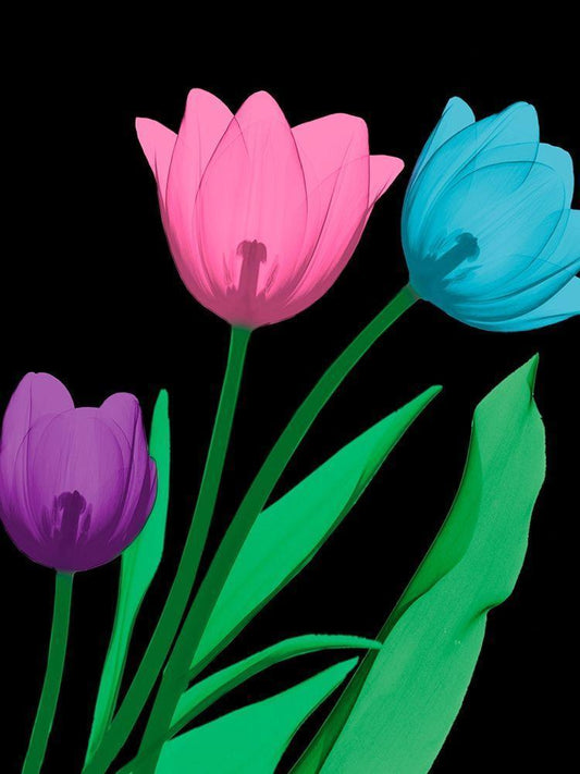 Image Only
