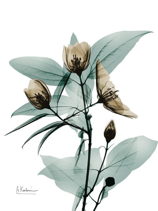 Image Only