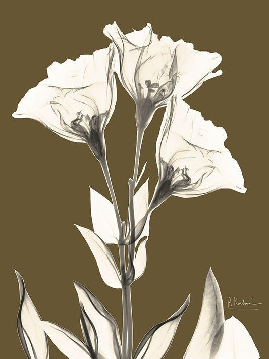 Image Only