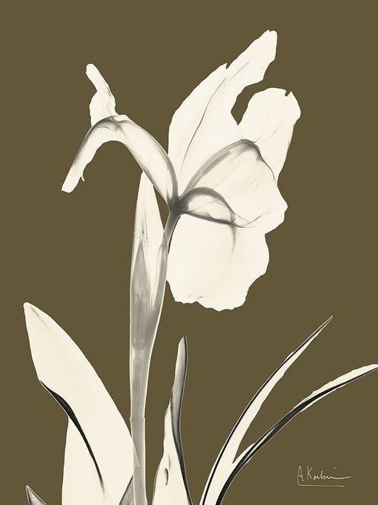 Image Only