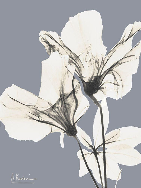 Image Only