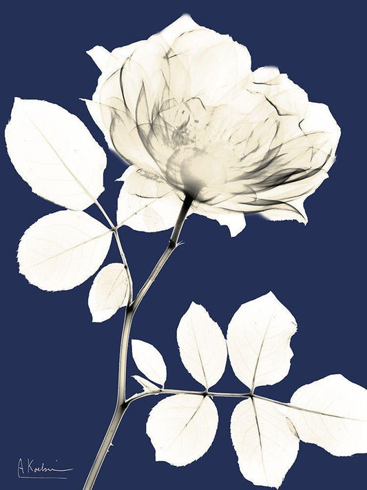 Image Only