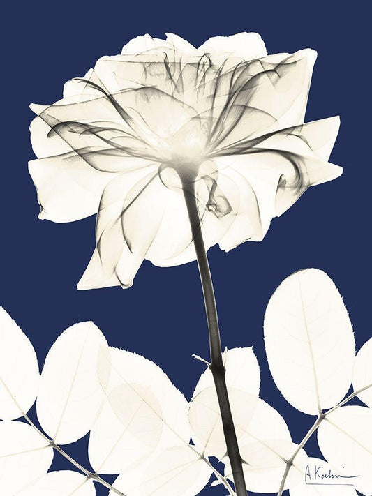 Image Only