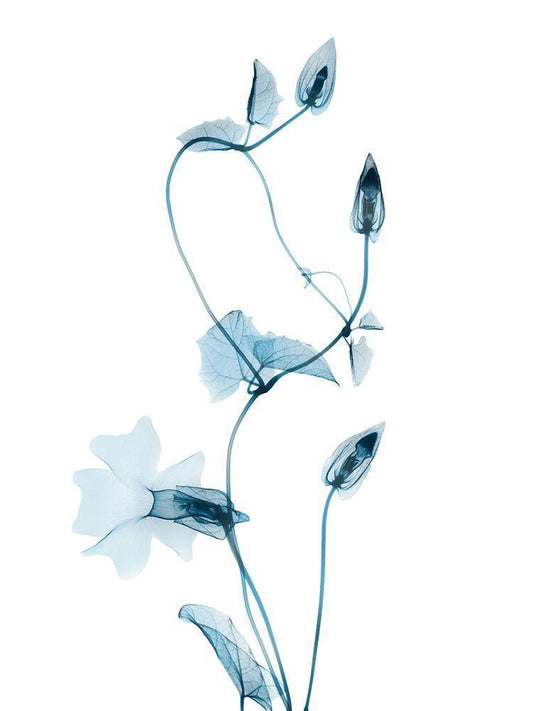Image Only