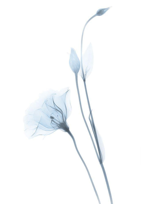Image Only